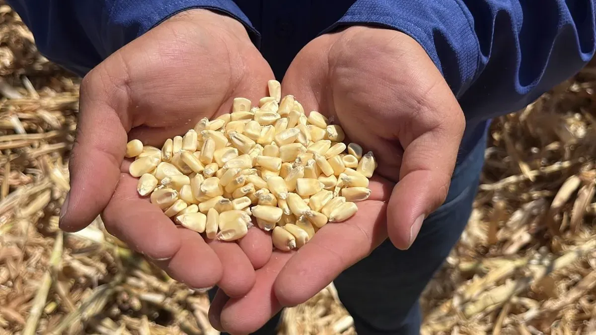 Productores de Sinaloa en crisis por importación de maíz transgénico