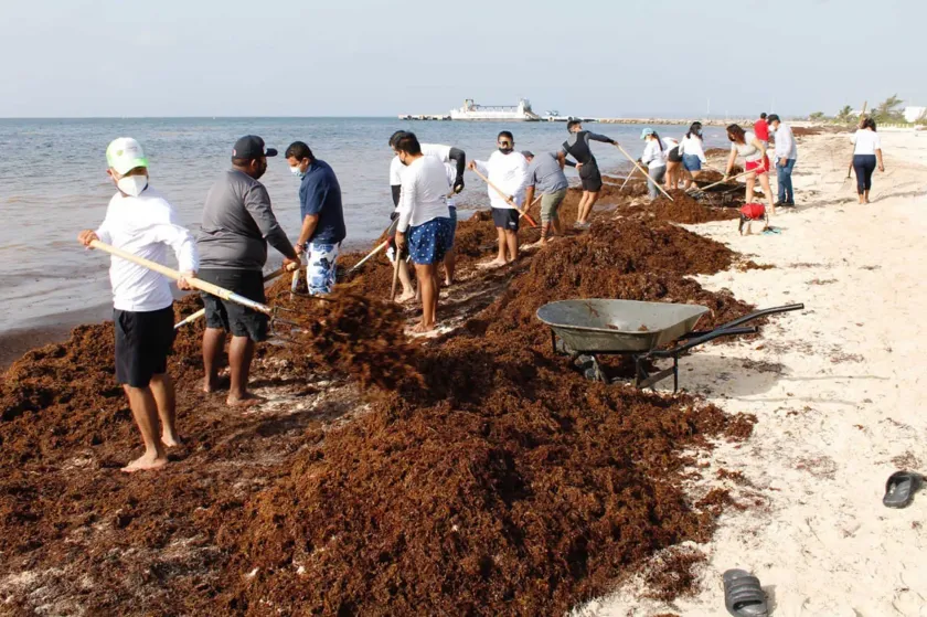 Prevén aumento de 40% en sargazo para 2025: UNAM advierte crisis ambiental en el Caribe mexicano
