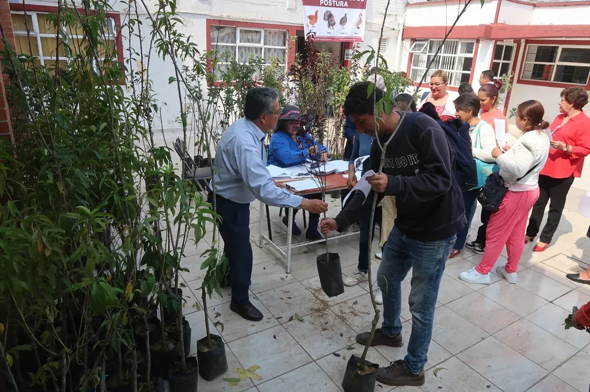 Texcoco impulsa la siembra de huertos familiares con 20 mil árboles frutales