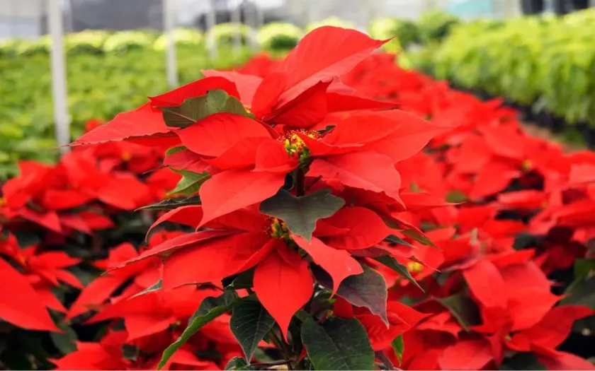 Analizan en Chapingo el presente y futuro de la nochebuena en México