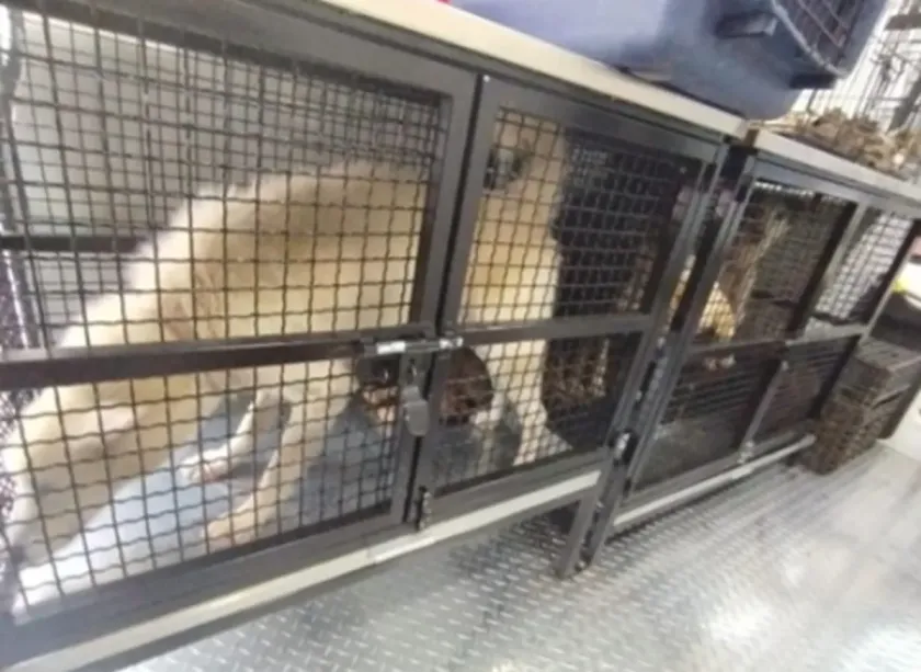 Rescatan a más de 25 animales víctimas de maltrato en Ecatepec