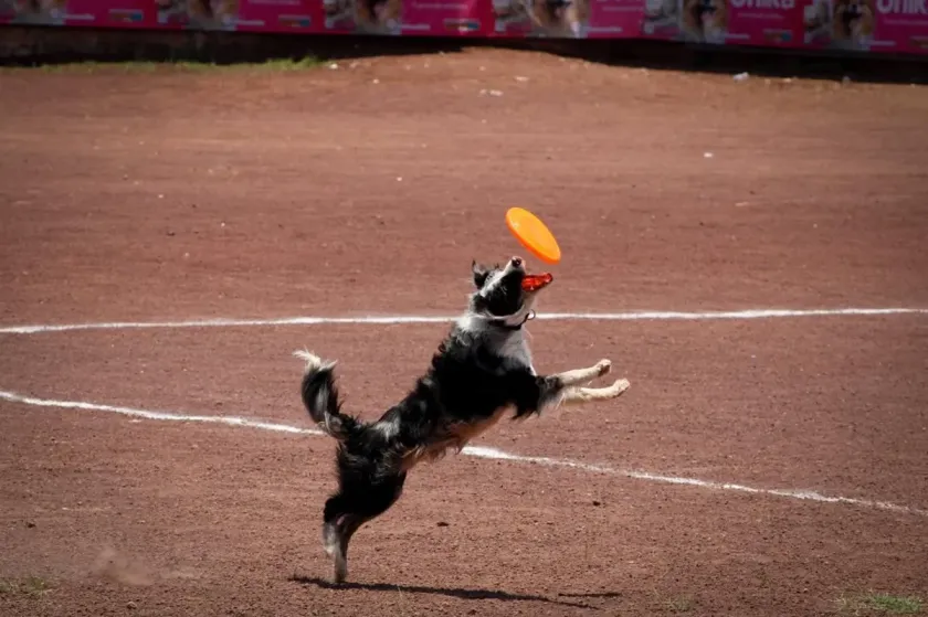 Texcoco se prepara para la segunda edición de la Feria Texcocan, con actividades para toda la familia y sus animales de compañía