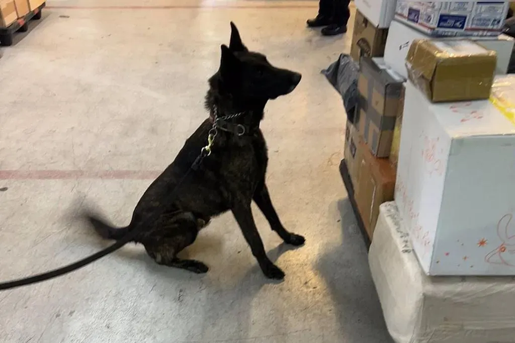 Aseguran en el AICM paquete con fentanilo importado