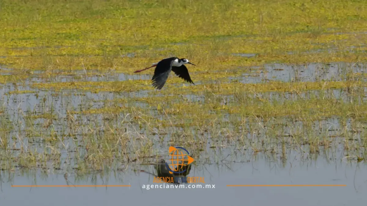 Consigue Ecatepec distinción internacional por proteger más de 270 especies  