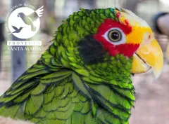 Lanzan sorteo anual para rescatar aves en Yucatán.