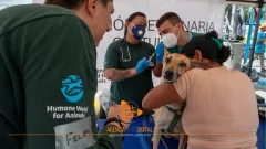 Brindan atención veterinaria a animales tras terremotos en Venezuela