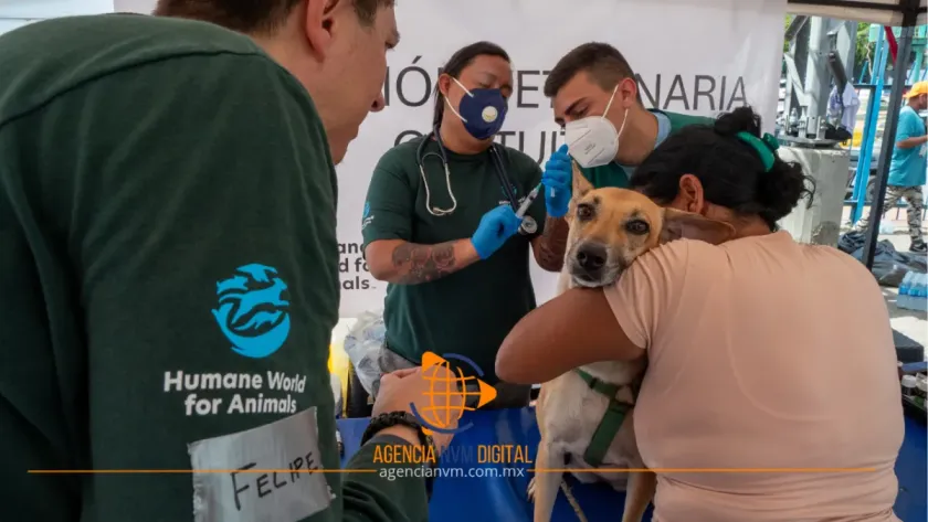 Brindan atención veterinaria a animales tras terremotos en Venezuela