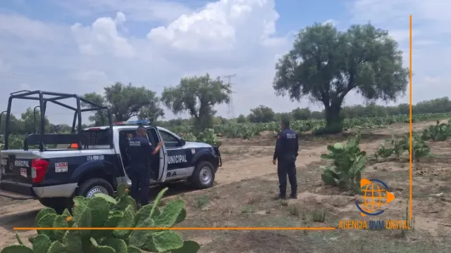Roban 53 borregos y golpean a adulto mayor en San Marcos Tlaxuchilco