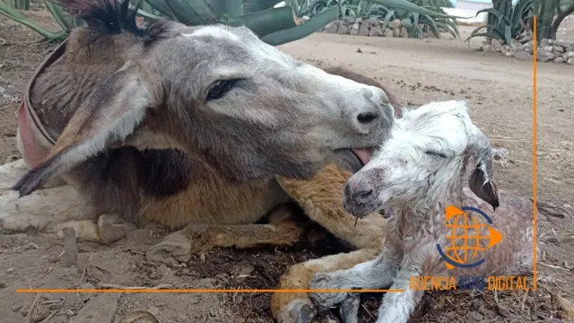 Llega Burrolandia a 100 ejemplares tras histórico nacimiento en Otumba