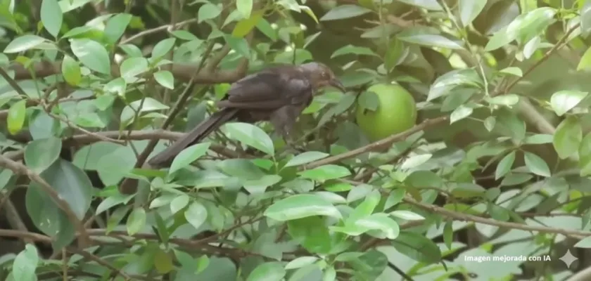 Captan a un k'a'w bebiendo jugo de naranja desde la misma naranja