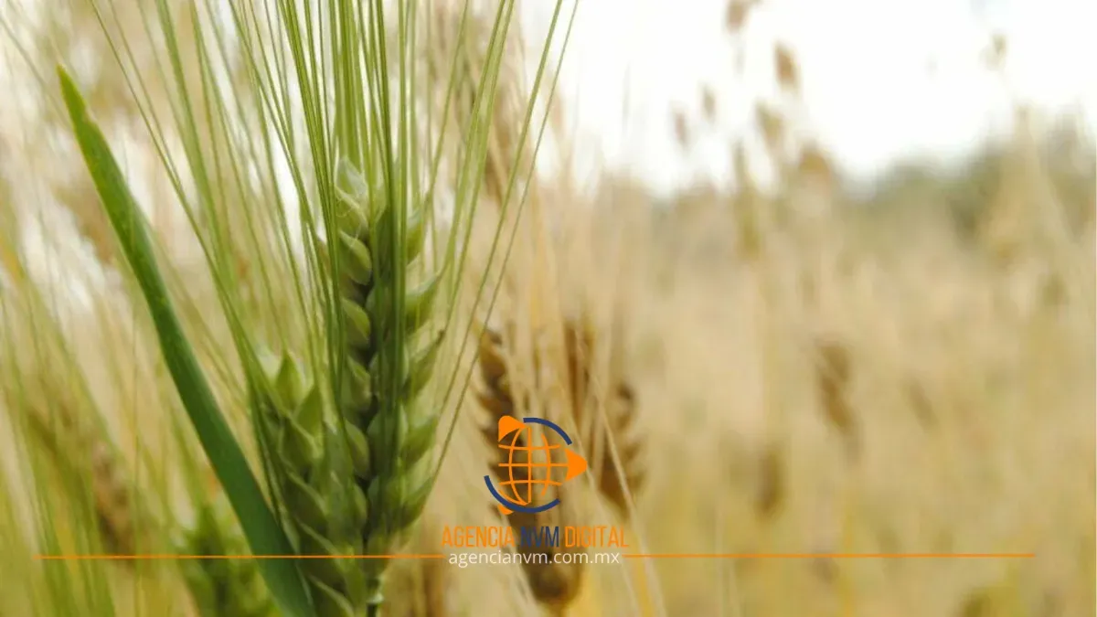 Denuncian represalias de Heineken contra productores de cebada en Edoméx e Hidalgo