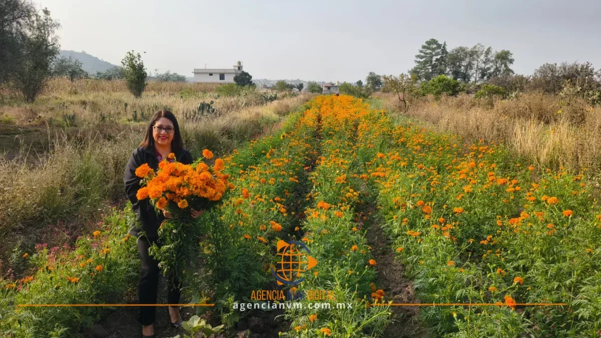 Adquiere flor de cempasúchil sin intermediarios en Texcoco 