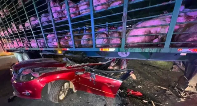 Choca automovilista contra tráiler cargado de cerdos en La Paz