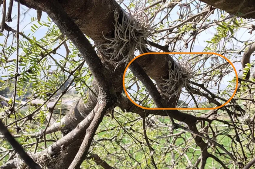 Combaten plaga de heno motita en zona de Teotihuacán