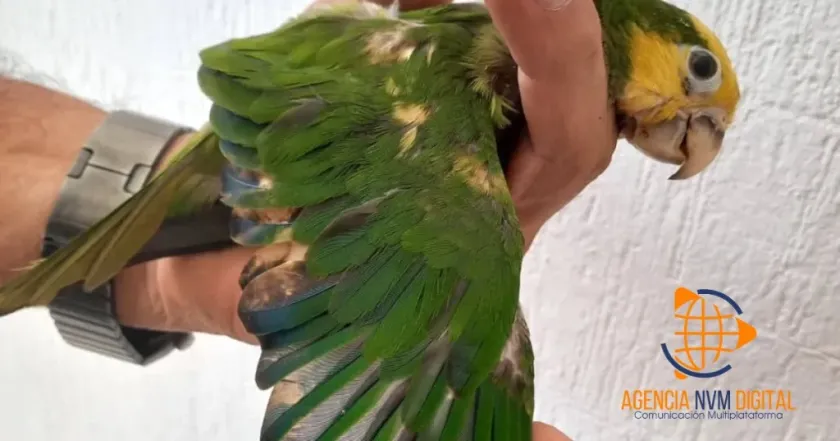 Denuncian en Yucatán cruel decoloración química de loros