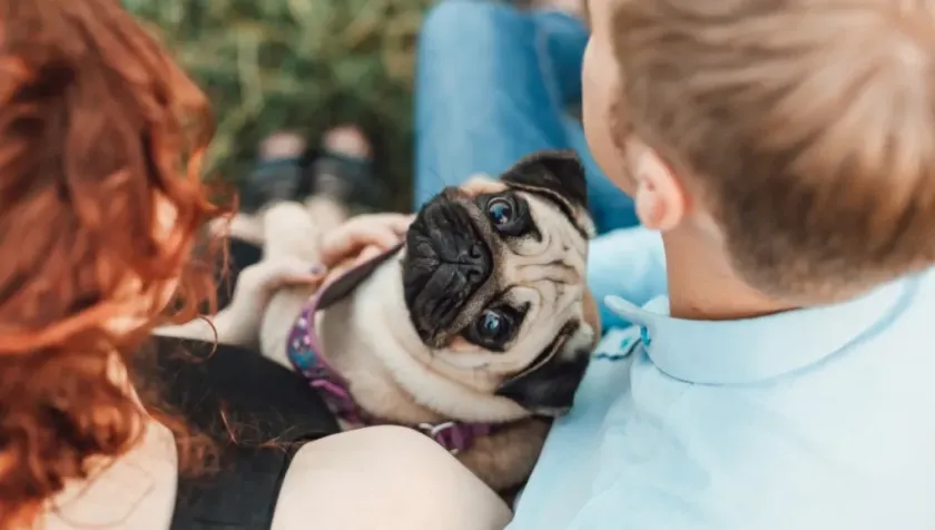 Descubre el gasto real de tener perros y gatos