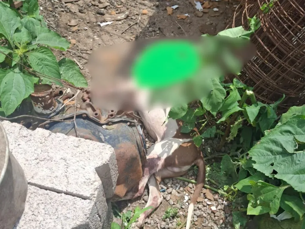 Detienen en Texcoco a dos personas por maltrato animal