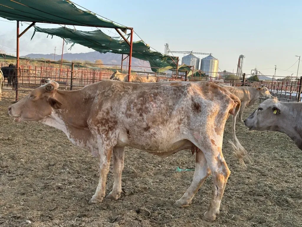 En riesgo producción de carne en el norte de México