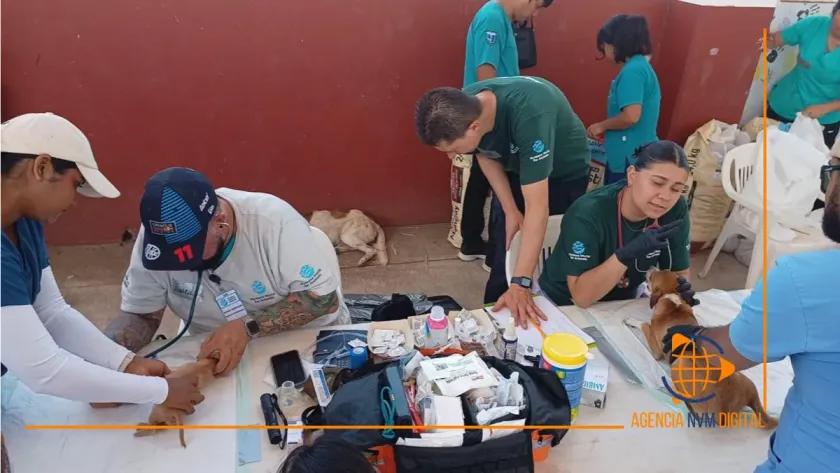 Impulsan planes de evacuación para mascotas durante emergencias nacionales