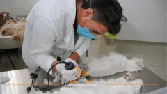 Lleva a tu mascota a la jornada de esterilización en Neza 