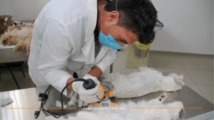 Lleva a tu mascota a la jornada de esterilización en Neza 