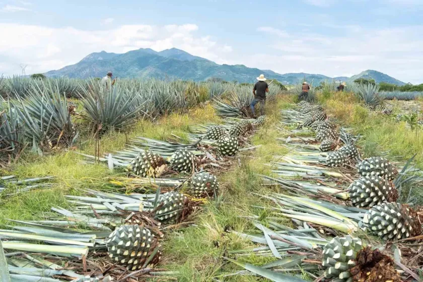 Estudia la Maestría en Procesos del Tequila en la UAG y transforma tu futuro