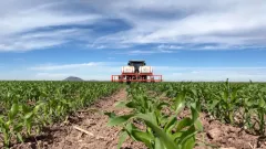 Exigen apoyos y créditos blandos para productores sinaloenses