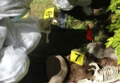 Imparten taller de medicina veterinaria forense para proteger a perros y gatos