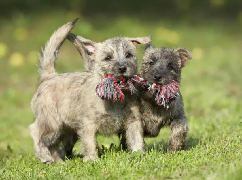 Impulsan cultura de prevención para el bienestar de perros jóvenes.