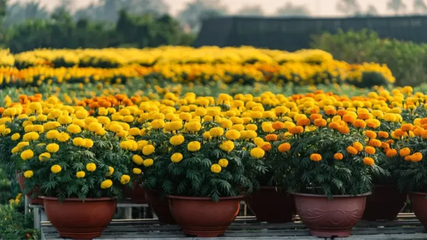 Impulsan Uso del Cempasúchil como Hortaliza de Flor Nutritiva en México