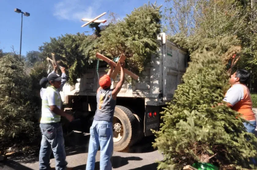 Instalan 19 centros de acopio de árboles en Tecámac