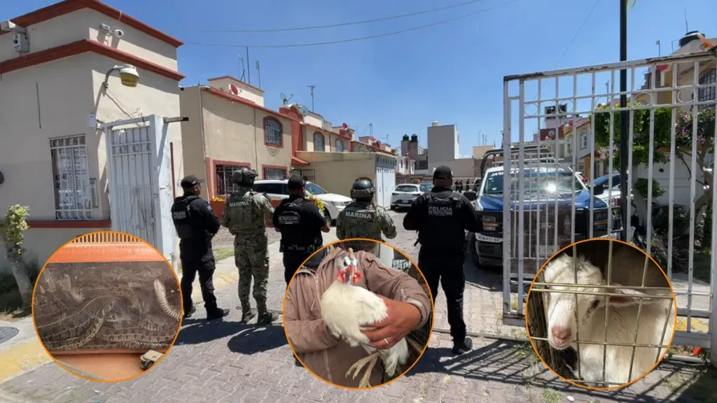 Intervienen refugio clandestino de animales en el fraccionamiento Las Américas