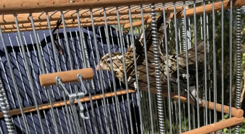 Jóvenes de Tzucacab persisten en la captura ilegal de aves silvestres