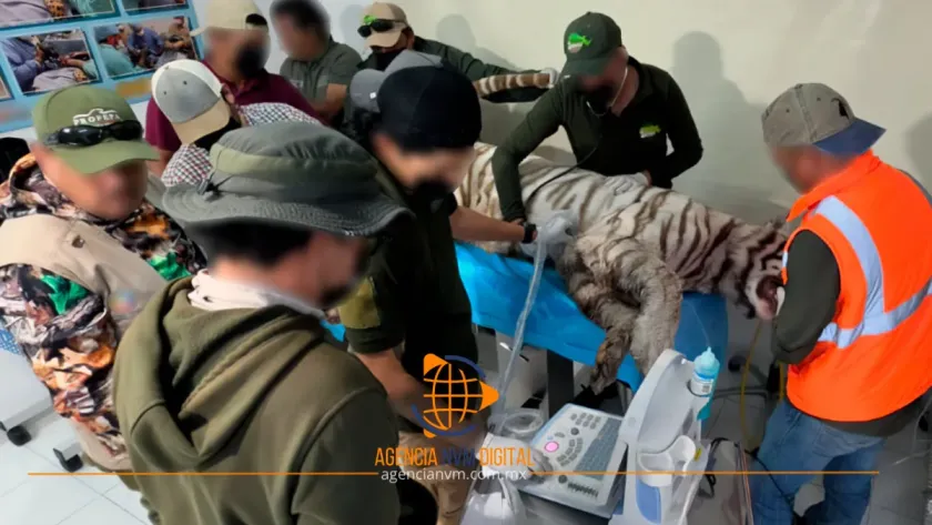 Confirman muerte de tigre fugado en Tepetlaoxtoc, Estado México