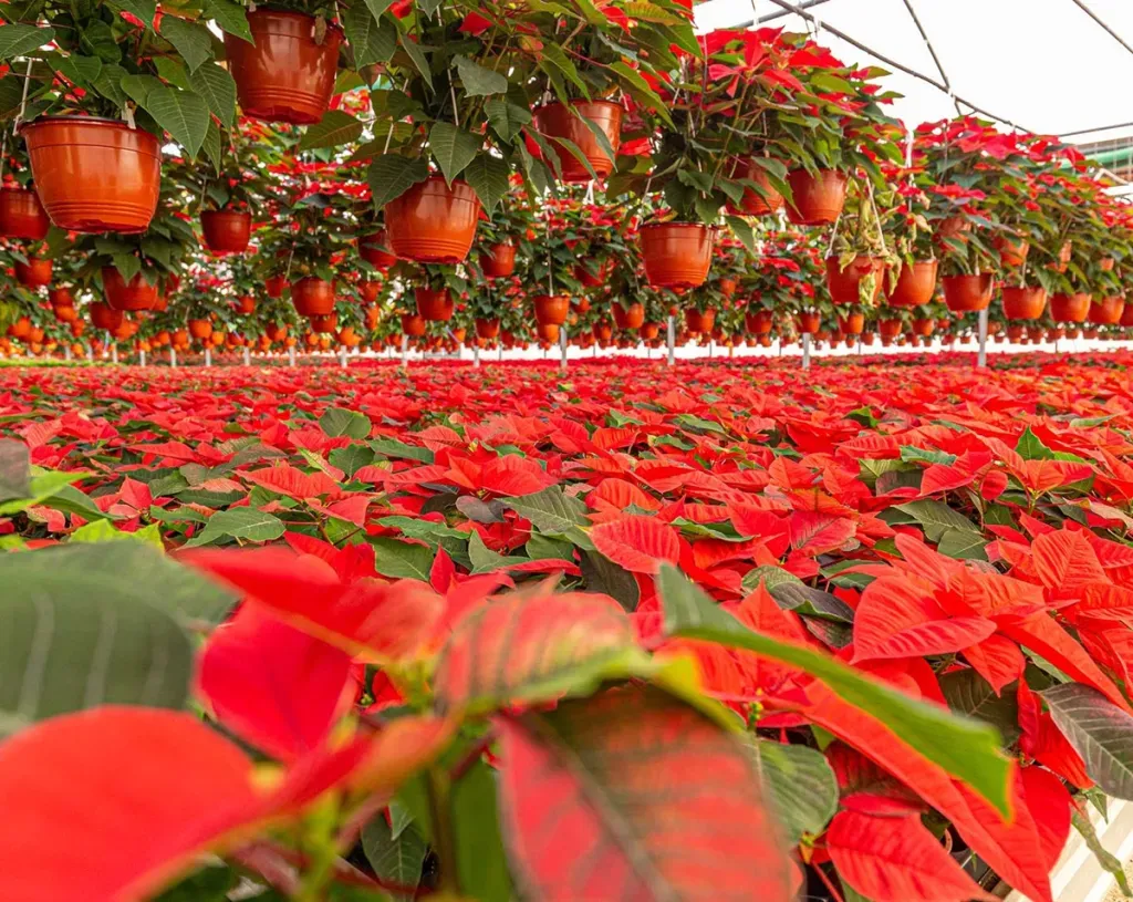 La tradición de la Flor de nochebuena como símbolo navideño