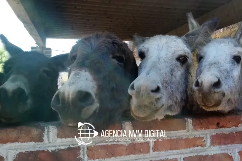 Lanzar concurso para nombrar nueva integrante de Burrolandia Otumba