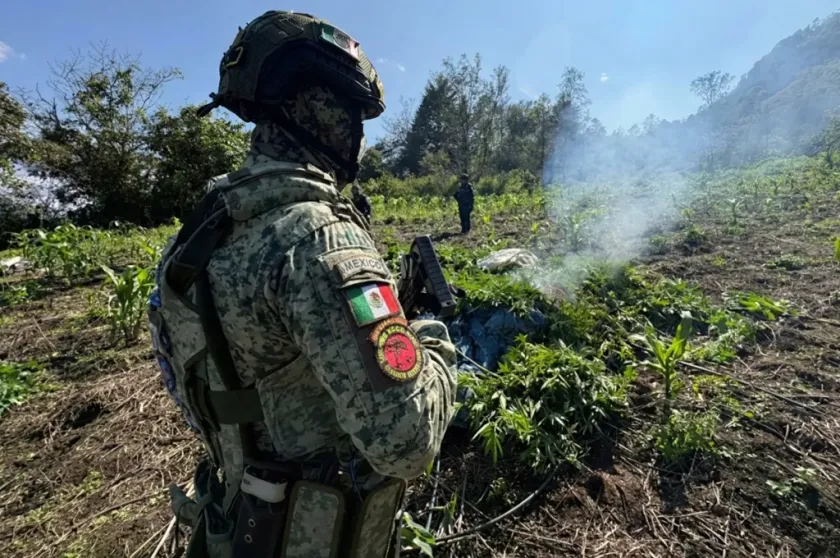 Localizan sembradíos de marihuana en operativo militar en Chiapas.