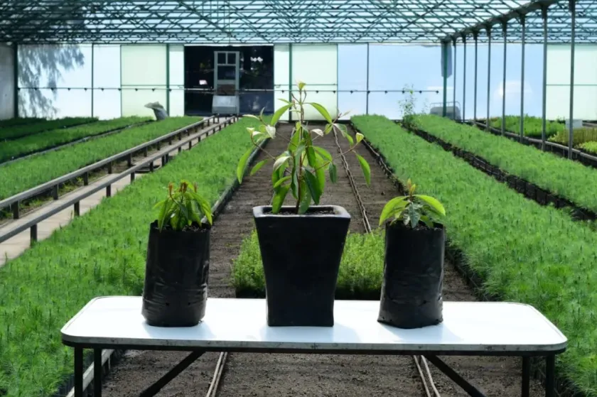 Logran germinación exitosa de Nanche en viveros del Edoméx