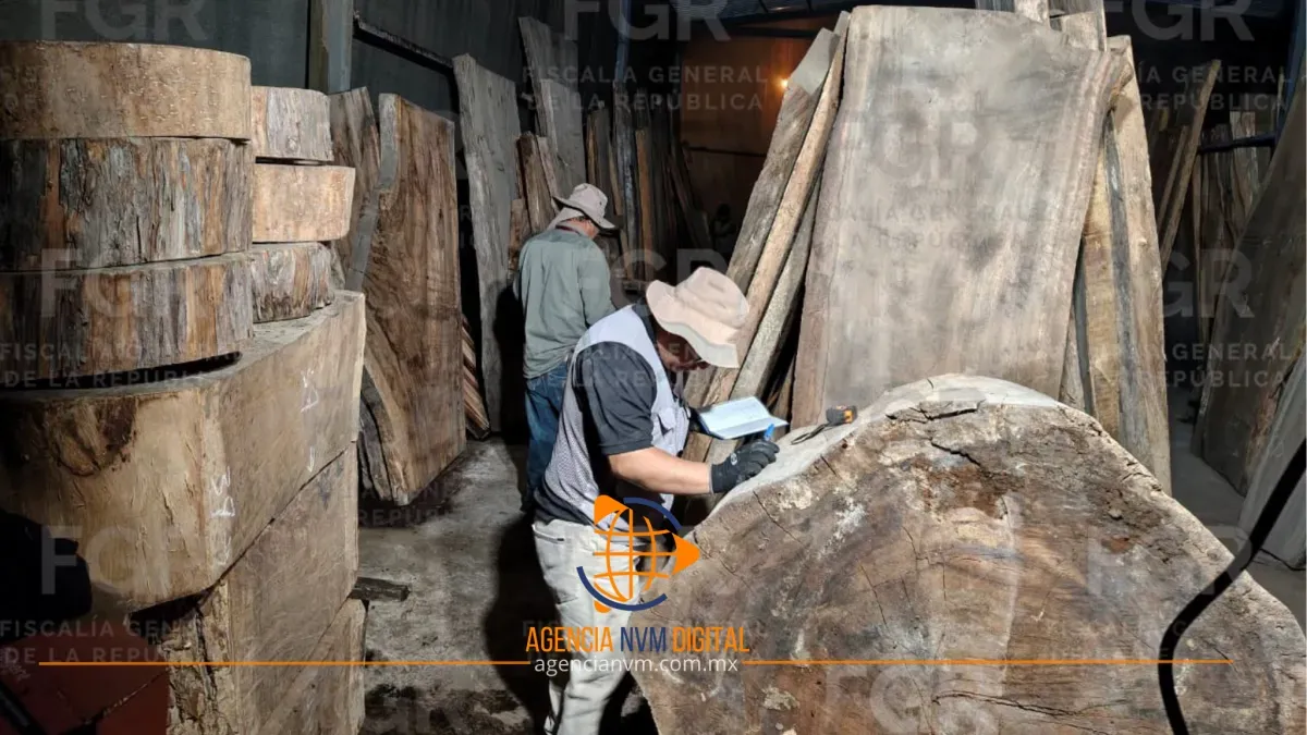 Aseguran miles de metros cúbicos de madera ilegal en Tlalpan