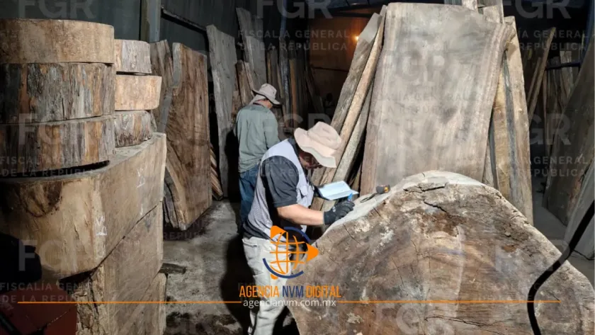 Aseguran miles de metros cúbicos de madera ilegal en Tlalpan