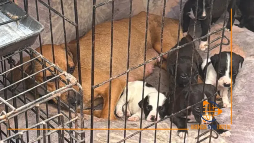 Investigan maltrato animal en veterinaria de Ciudad Azteca