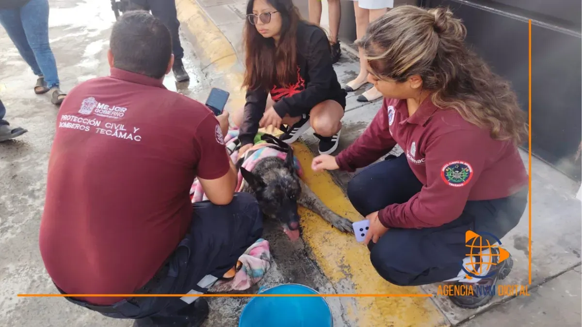 Controlan incendio en vivienda de Tecámac; rescatan mascota