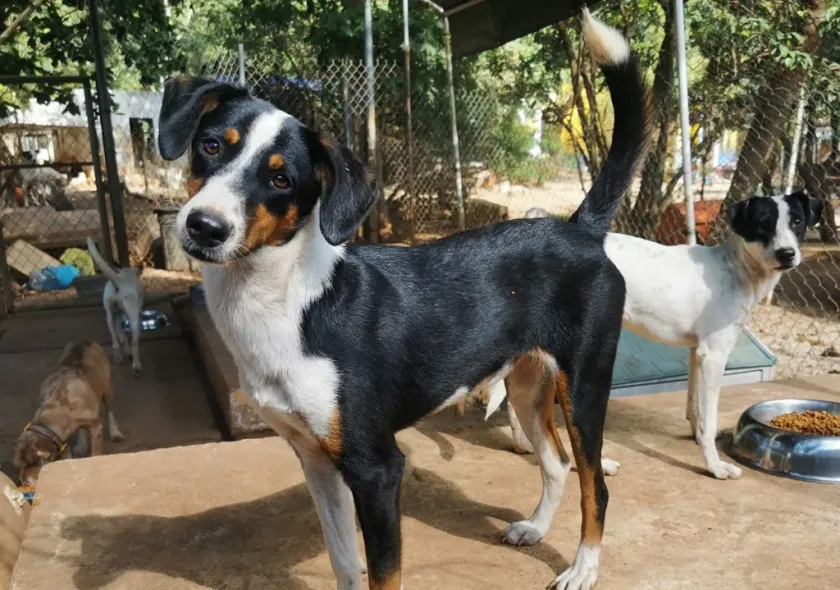 Mérida Vive Crisis de Animales sin Hogar; Urgen Políticas Públicas