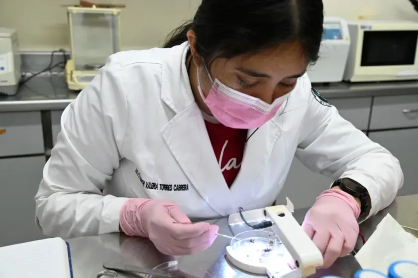 Mosquito elefante: la solución natural contra el dengue en Sinaloa.