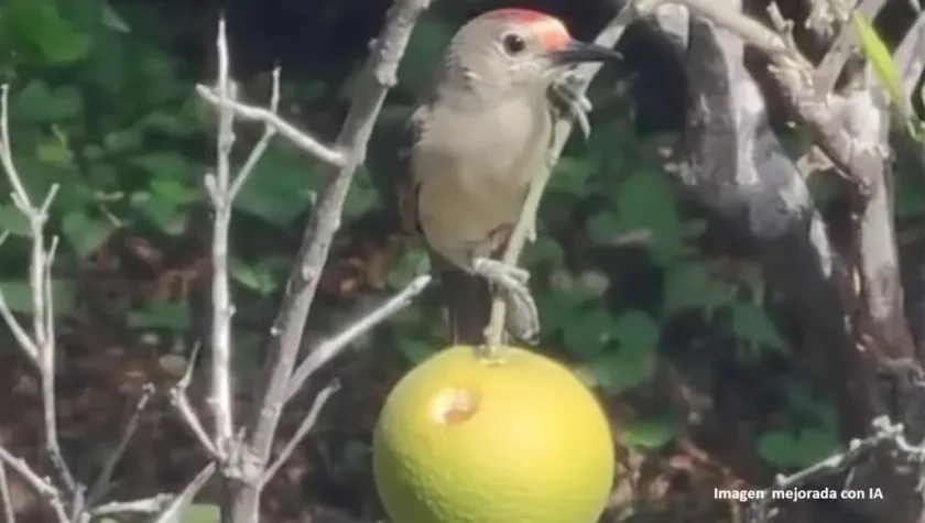 Pájaro Carpintero Sorprendido Comiendo Naranja Dulce en Tixkokob