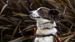 Rescata UAEMéx perros callejeros para terapias infantiles  