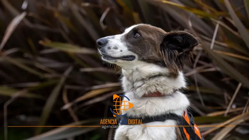 Rescata UAEMéx perros callejeros para terapias infantiles  