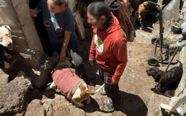 Rescatan a siete perros maltratados tras cateo en Naucalpan