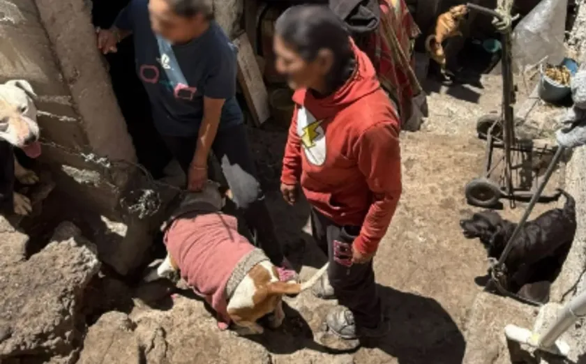 Rescatan a siete perros maltratados tras cateo en Naucalpan