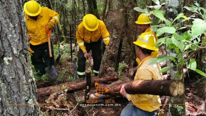 Preparan brigadas forestales ante próxima temporada de incendios